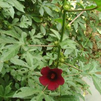 Hibiscus radiatus Cav.